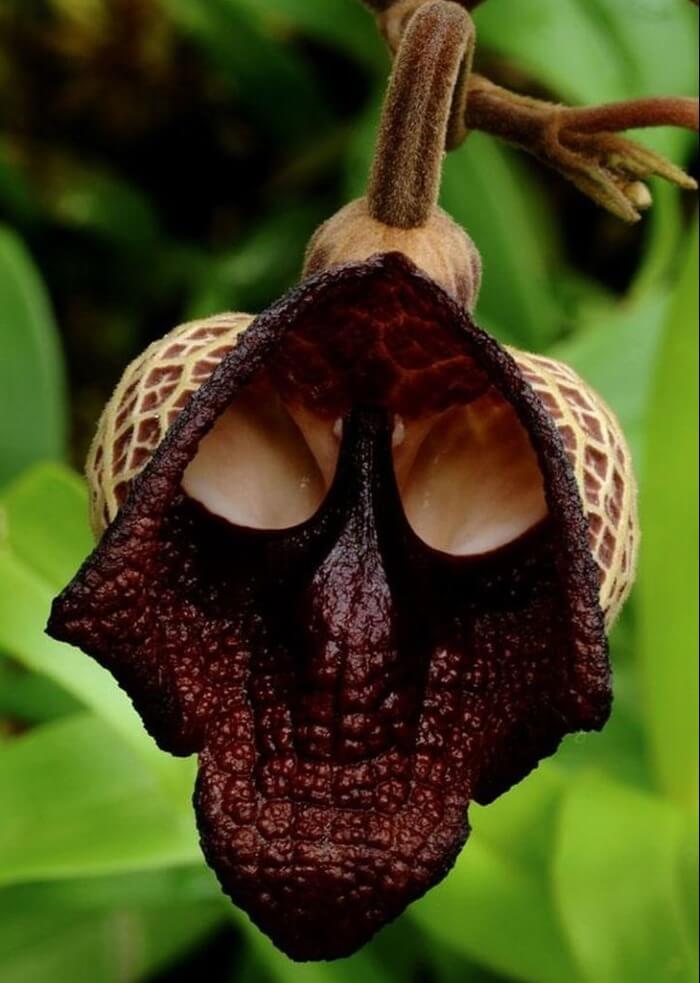 Aristolochia Salvadorensis – самый необычный цветок в мире