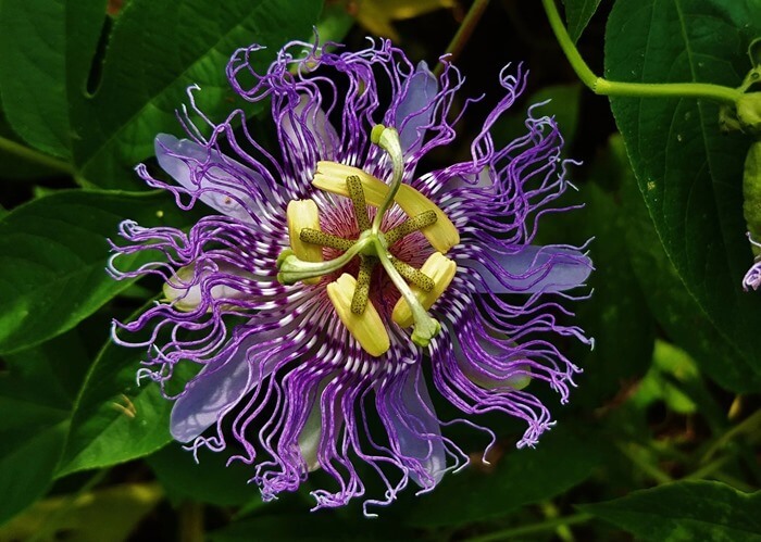 Passiflora incarnata