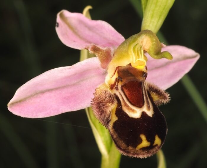 Ophrys apifera