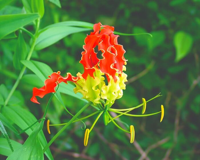 Gloriosa superba