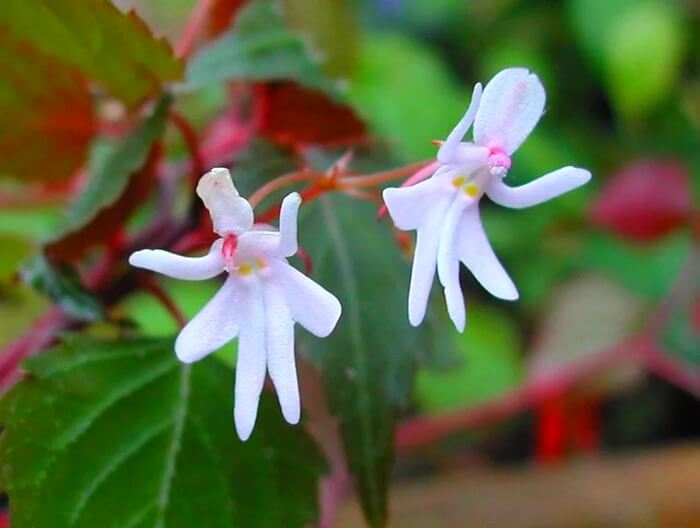 Фотография Impatiens Bequaertii