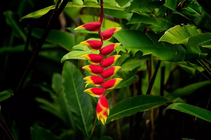 Heliconia rostrata – странный цветок