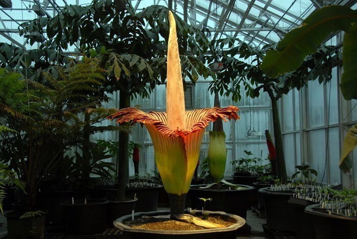 Amorphophallus titanum