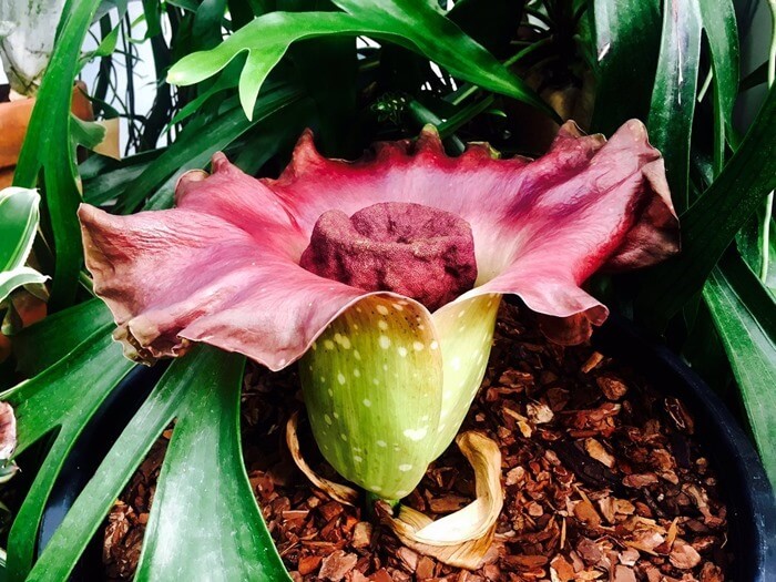 Amorphophallus paeoniifolius