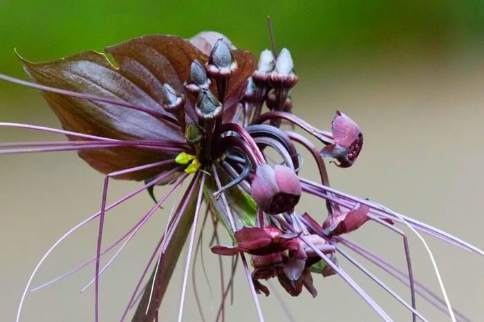 Tacca chantrieri