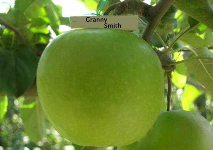 Яблоки «Гренни Смит» размещаются на хранение сразу после сбора