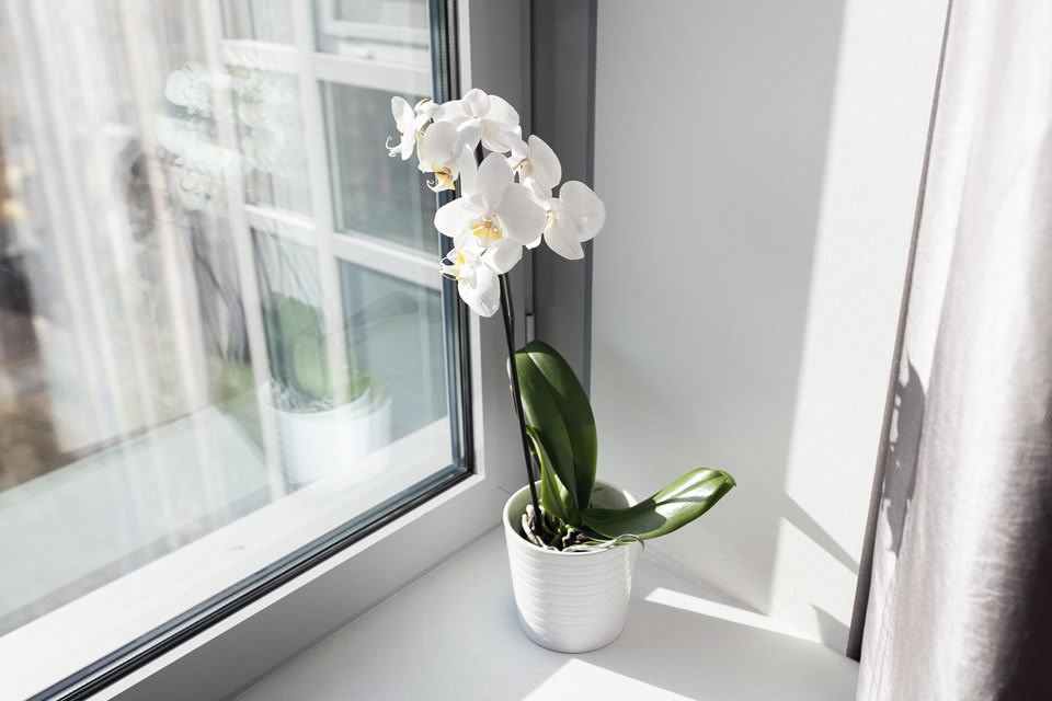 орхидея в дизайне квартиры 64 кв. м.