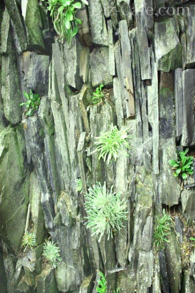 Растения для альпинария чешская скалка