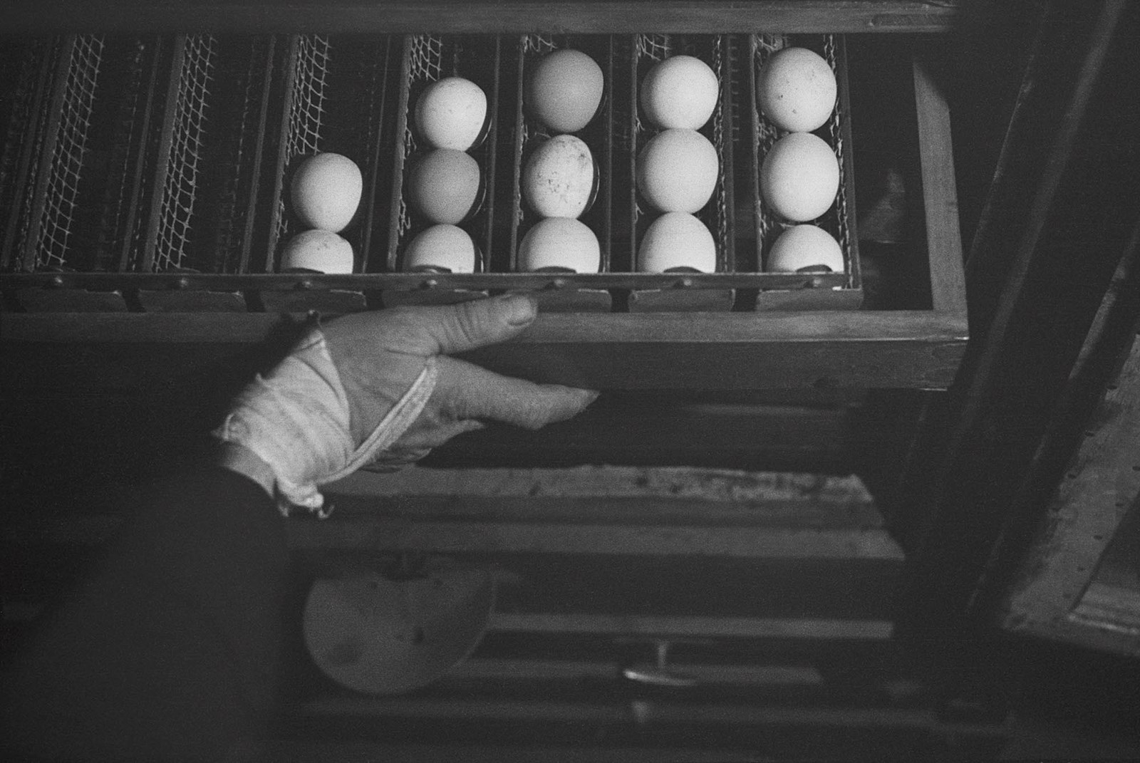 1938. Свежие яйца на учебной ферме в лагере для немецкой еврейской молодежи, ожидающей разрешения на эмиграцию. Бранденбург, Германия