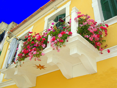 Несравнимые цветы в оформлении балкона