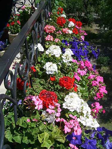 Оригинальные цветы в оформлении балкона