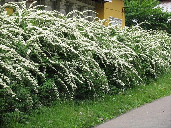 Изгородь из спиреи