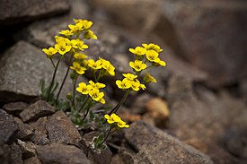 Draba alpina 1.jpg
