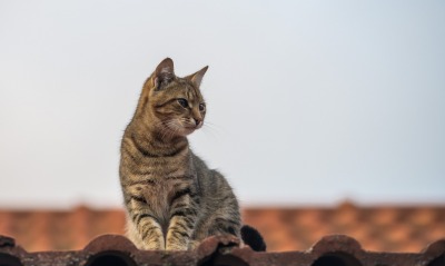 кошка взгляд крыша небо